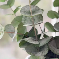 Online Eucalyptus& Manhattan veggvase, gull Potter Og Vaser | Kunstige Planter