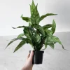 Sale Mr. Plant Aglonema 35 cm Kunstige Planter