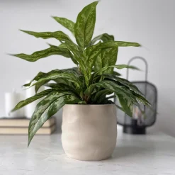 Sale Mr. Plant Aglonema 35 cm Kunstige Planter