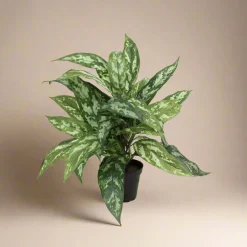 Sale Mr. Plant Aglonema 35 cm Kunstige Planter