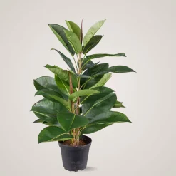 Outlet Mr. Plant Fikus Robusta 50 cm Kunstige Planter