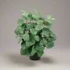 Outlet Mr. Plant Fittonia, 34 cm Kunstige Planter