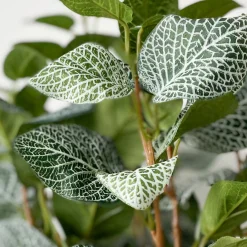 Outlet Mr. Plant Fittonia, 34 cm Kunstige Planter