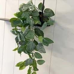 Online Mr. Plant Fittonia, 50 cm Kunstige Planter