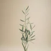 Online Mr. Plant Olivenkvist 50 cm Kunstige Planter