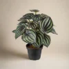 Discount Mr. Plant Peperomia 25 cm Kunstige Planter