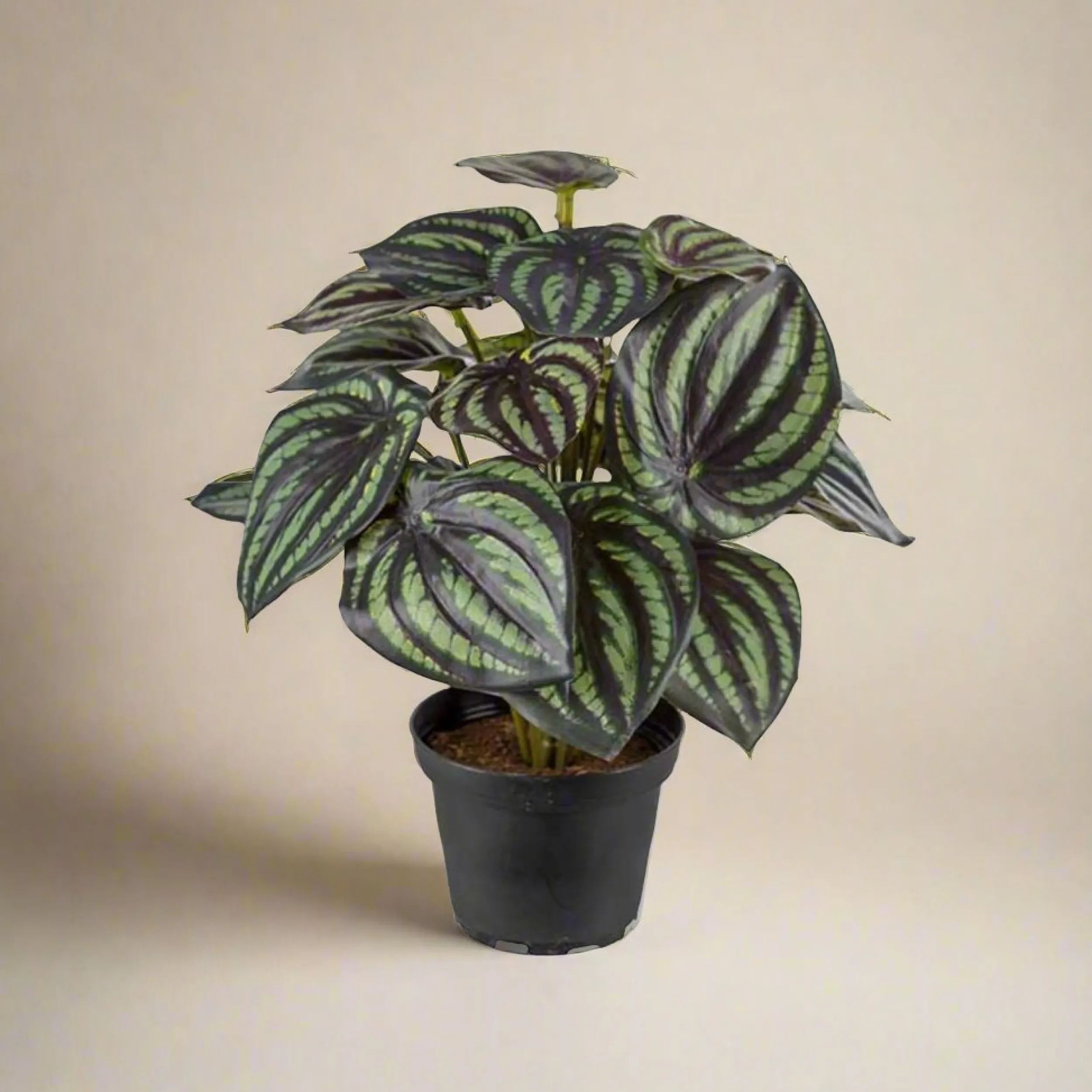 Discount Mr. Plant Peperomia 25 cm Kunstige Planter
