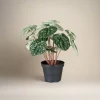 Best Mr. Plant Peperomia, 20 cm Kunstige Planter