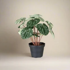 Best Mr. Plant Peperomia, 20 cm Kunstige Planter