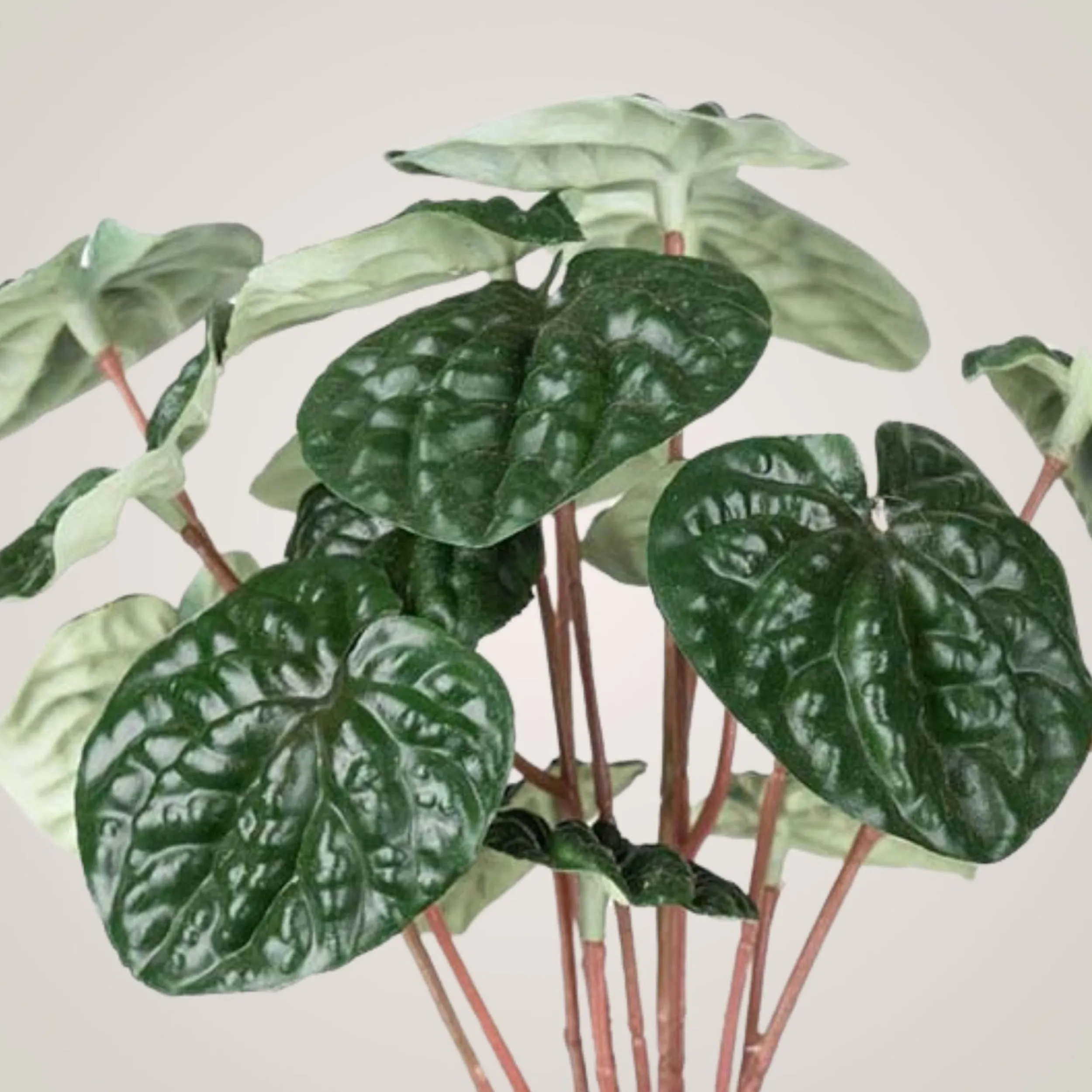 Best Mr. Plant Peperomia, 20 cm Kunstige Planter