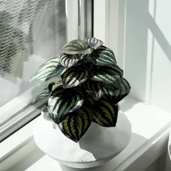 Discount Mr. Plant Peperomia 25 cm Kunstige Planter
